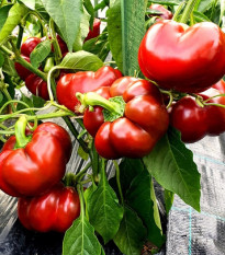 Paprika Topepo rosso - Capsicum annuum - semena papriky - 20 ks