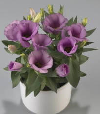 Eustoma Lilac F1 - Eustoma grandiflorum - semena eustomy - 12 ks