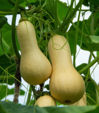 Dýně máslová Butternut - Cucurbita moschata - semena dýně - 6 ks