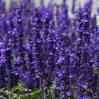 Šalvěj hajní Westfriesland - Salvia nemorosa - semena šalvěje - 20 ks