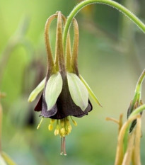 Orlíček Chocolat Soldier - Aquilegia - prostokořenné sazenice orlíčku - 1 ks