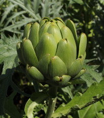 BIO Artyčok Imperial - Cynara cardunculus - bio semena artyčoku - 10 ks