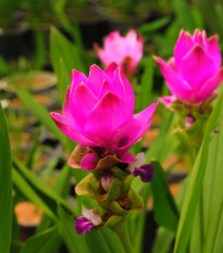 Kurkuma růžová - Curcuma alismatifolia - hlízy kurkumy - 1 ks