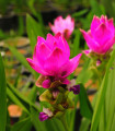 Kurkuma růžová - Curcuma alismatifolia - hlízy kurkumy - 1 ks