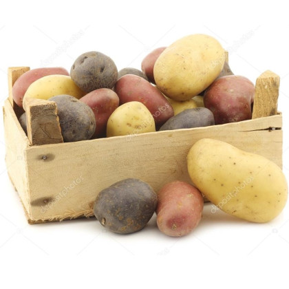 Sadbové brambory - 4 druhy - Solanum tuberosum - 12 ks