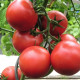 Rajče Harzfeuer F1 - Solanum lycopersicum - semena rajčete - 6 ks