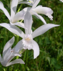 Orchidej vzpřímená bílá - Bletilla striata alba - hlízy orchideje - 1 ks