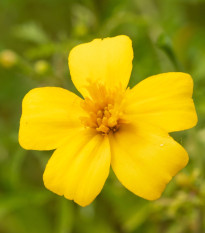 BIO Aksamitník tenkolistý Lemon Gem - Tagetes tenuifolia - bio semena aksamitníku - 0,02 g