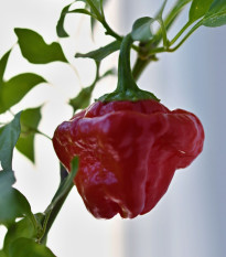 Chilli Jamaican Hot Red - Capsicum annuum - semena chilli - 6 ks