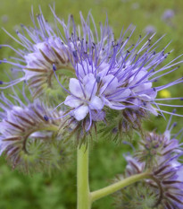 Svazenka vratičolistá - Phacelia tanacetifolia - semena svazenky - 50 ks