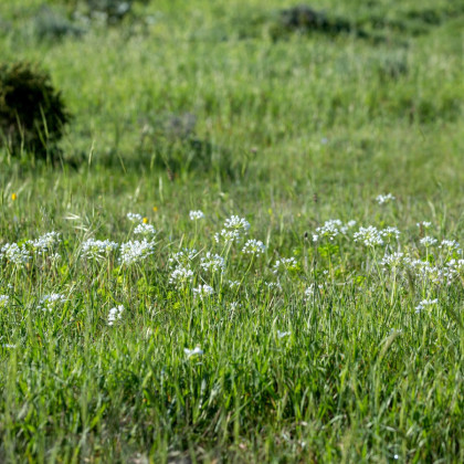 Česnek okrasný bílý - Allium neapolitanum - cibule okrasného česneku - 3 ks