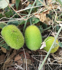 Okurka Ježek - Cucumis dipsaceus - semena okurky -  6 ks