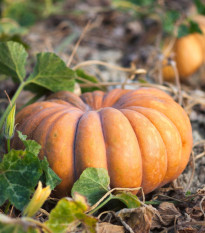 Dýně muškátová - Cucurbita moschata - semena dýně - 5 ks