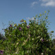 Vilec šplhavý modrý - Cobaea scandens - semena vilce - 7 ks