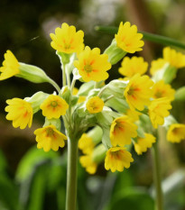 Prvosenka jarní - Primula veris - semena prvosenky - 50 ks