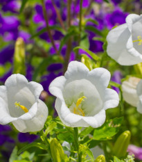 Zvonek karpatský bílý - Campanula carpatica - semena zvonku - 0,03 g