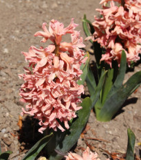 Hyacint Apricot Passion - Hyacinthus - cibule hyacintu - 1 ks