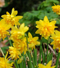 Narcis Tete Deluxe - Narcissus - cibule narcisu - 3 ks