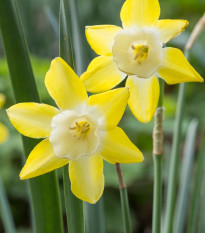 Narcis Hillstar - Narcissus - cibule narcisu - 3 ks