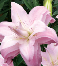 Lilie Lotus Queen - Lilium - cibule lilie - 1 ks