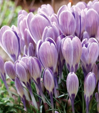 Krokus Striped Bird - Crocus tommasinianus - hlízy krokusu - 3 ks