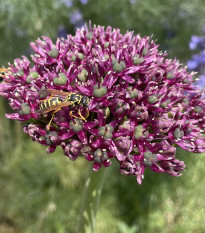 Česnek Atropurpureum - Allium - cibule okrasného česneku - 1 ks