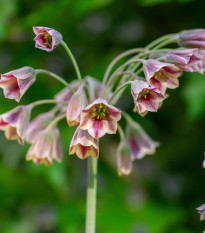 Česnek sicilský - Allium siculum - cibule okrasného česneku - 5 ks