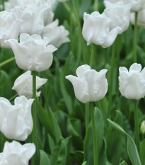 Tulipán Liberstar White - Tulipa - cibule tulipánu - 3 ks