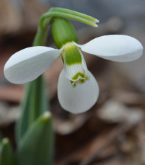 Sněženka Polar Bear - Galanthus elwesii - cibule sněženky - 3 ks