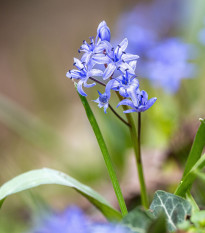 Ladoňka dvoulistá modrá - Scilla bifolia blue - cibule ladoňky - 3 ks