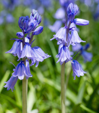 Ladoňka zvonkovitá modrá - Scilla campanulata - cibule ladoňky - 3 ks