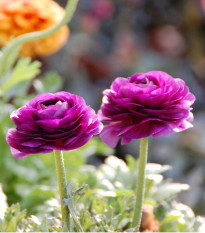 Pryskyřník Tomer Purple - Ranunculus asiaticus - hlízy pryskyřníku - 3 ks