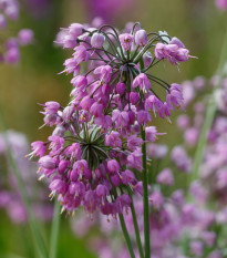 Česnek převislý - Allium cernuum - cibule okrasného česneku - 3 ks