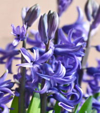 Hyacint mnohokvětý modrý - Hyacinthus - cibule hyacintu - 1 ks