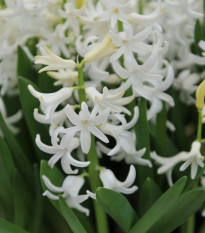 Hyacint mnohokvětý bílý - Hyacinthus - cibule hyacintu - 1 ks