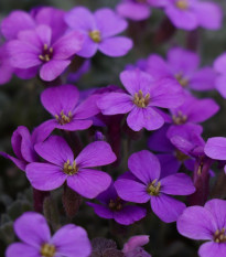 Tařička zahradní fialová - Aubrieta hybrida - semena tařičky - 200 ks