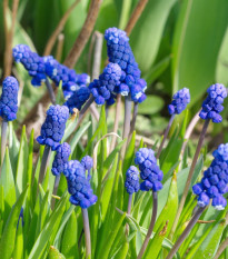 Modřenec širokolistý - Muscari latifolium - cibule modřence - 5 ks