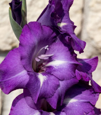 Gladiol Blue Isle - Gladiolus - hlízy mečíku - 3 ks