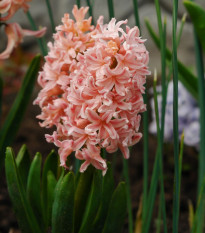 Hyacint Gipsy Queen - Hyacinthus L. - cibule hyacintu - 1 ks