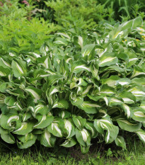 Bohyška - Hosta Mediovariegata - hlízy bohyšky - 1 ks