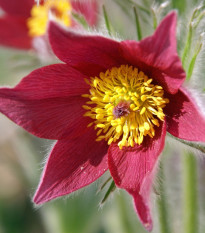 Koniklec obecný Rote Glocke - Pulsatilla vulgaris - semena koniklece - 10 ks