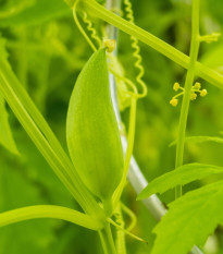 Gigantická ačokča - Cyclanthera pedata - semena ačokči - 5 ks