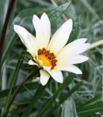 Gazánie Kiss White F1 - Gazania rigens - semena gazánie - 12 ks