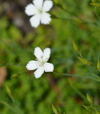 Hvozdík kropenatý bílý - Dianthus deltoides - semena hvozdíku - 100 ks