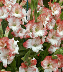 Gladiol Pink Lady - Gladiolus - hlízy mečíku - 3 ks