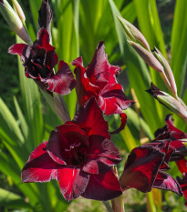 Gladiol Black Sea - Gladiolus - hlízy mečíku - 3 ks