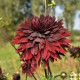 Jiřinka Black Touch - Dahlia - hlízy jiřinky - 1 ks