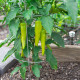 Paprika Sweet Banana - Capsicum annuum - semena papriky - 7 ks