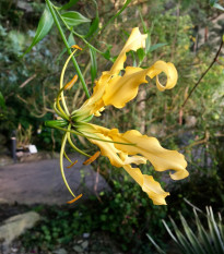 Glorióza Lutea - Gloriosa - hlízy gloriózy - 1 ks