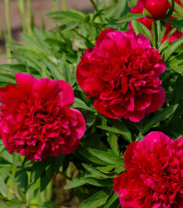 Pivoňka lékařská Rubra Plena - Paeonia officinalis - hlízy pivoňky - 1 ks